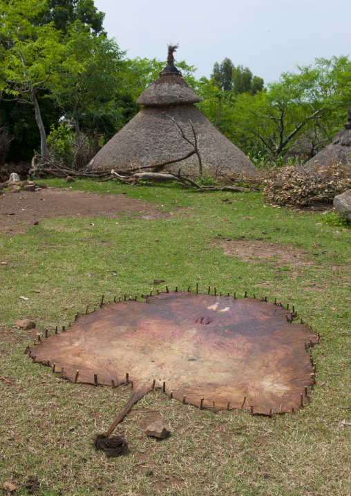 Cow Skin Tensed For Drying In The Sun In The Middle Of Konso Village Ethiopia