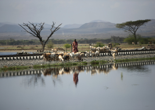 Man Conducting Cattle Along The Railway At Lake Basaka, Metehara, Ethiopia