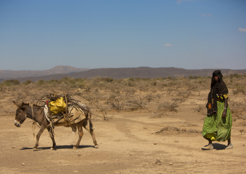 Karrayyu Tribe Woman Walking Behina A Donkey Loaded With Wood On The Way To Gadaaa Ceremony, Metahara, Ethiopia