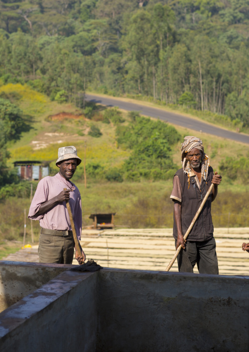 Workers In Front Of White Coffee Beans Drying In The Sun In A Fair Trade Coffee Farm, Jimma, Ethiopia