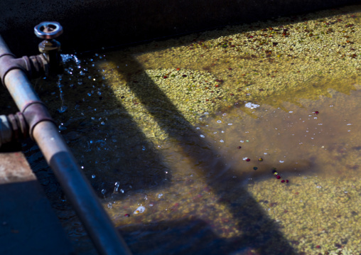 Coffee Beans In A Fair Trade Coffee Farm, Jimma, Ethiopia