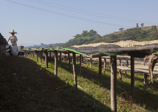 Workers In Front Of White Coffee Beans Drying In The Sun In A Fair Trade Coffee Farm, Jimma, Ethiopia