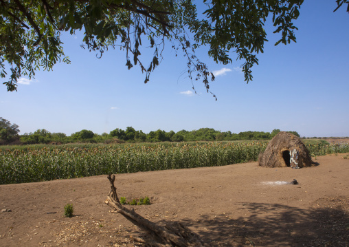 Nyangatom Tribe Farm, Kangate, Omo Valley, Ethiopia