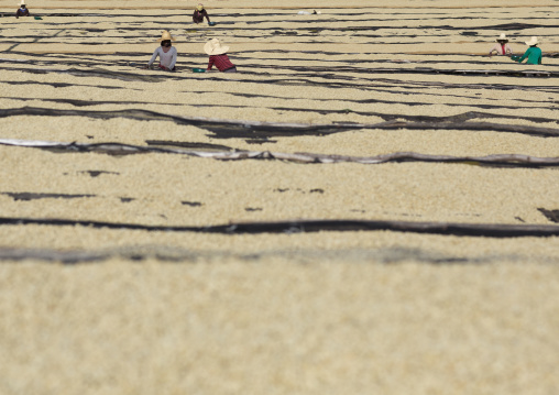 Workers In Front Of White Coffee Beans Drying In The Sun In A Fair Trade Coffee Farm, Jimma, Ethiopia