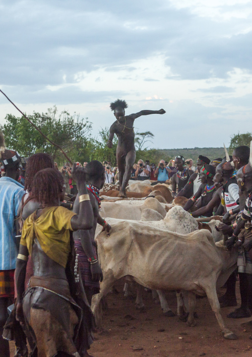 Bashada Tribe Man Jumping Above Cows During A Bull Jumping Ceremony, Dimeka, Omo Valley, Ethiopia