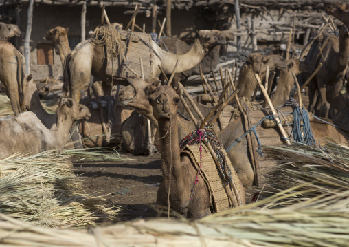 Assayta Camel Market, Afar Region, Ethiopia