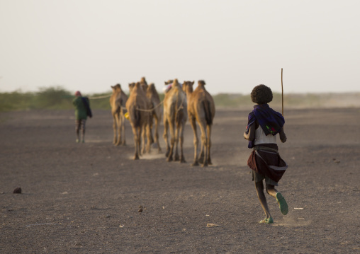 Camel Caravan In Danakil Desert, Assayta, Ethiopia