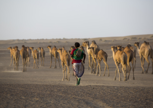 Camel Caravan In Danakil Desert, Assayta, Ethiopia