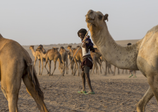 Camel Caravan In Danakil Desert, Assayta, Ethiopia