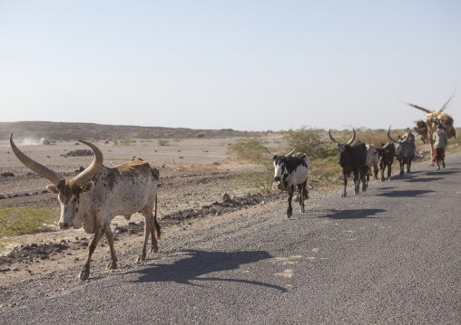 Afar Tribe Man With His Camels And Cows, Afambo, Ethiopia