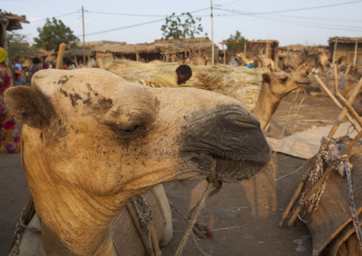 Assayta Camel Market, Afar Region, Ethiopia