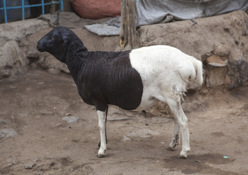 Sheep With Long Tail In Market, Assyata, Ethiopia
