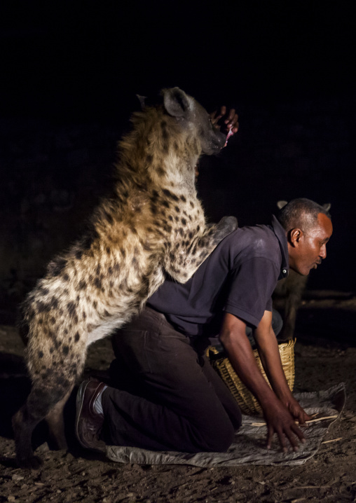 The Hyena Man Of Harar And Tourist Feed Raw Meat To Wild Hyenas, Harar, Ethiopia