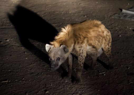 Hyenas Feeding Show, Harar, Ethiopia