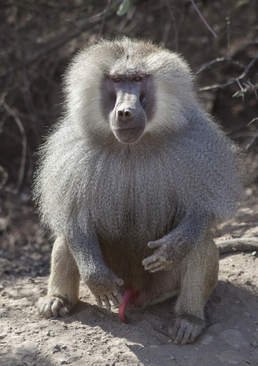 Male Hamadryas Baboon, Dire Dawa, Ethiopia