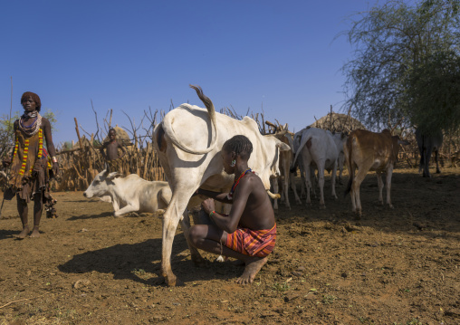 Boy Of The Hamer Tribe Milking A Cow, Turmi, Omo Valley, Ethiopia