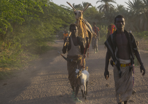 Afar Tribe Men With Camels, Afambo, Ethiopia