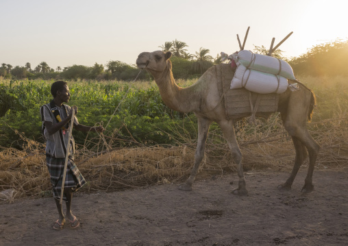 Afar Tribe Man With His Camels, Afambo, Ethiopia