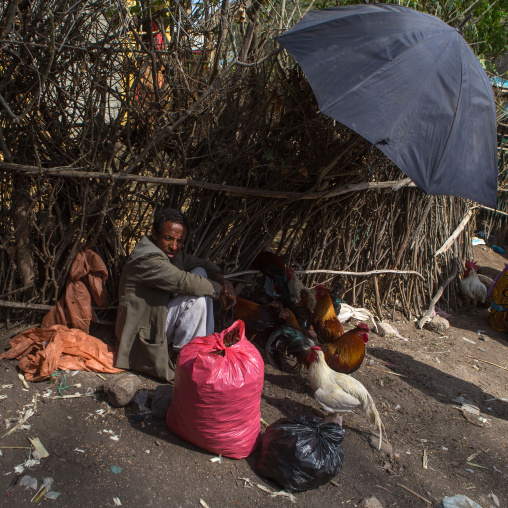 Ethiopian man under an umbrella selling chickens in the market, Oromo, Sambate, Ethiopia