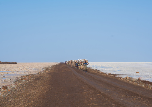 Camel caravans carrying salt blocks in the danakil depression, Afar region, Dallol, Ethiopia