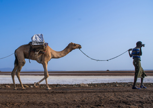 Afar tribe man camel caravans carrying salt blocks in the danakil depression, Afar region, Dallol, Ethiopia