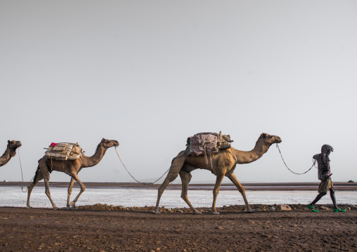 Afar tribe man camel caravans carrying salt blocks in the danakil depression, Afar region, Dallol, Ethiopia