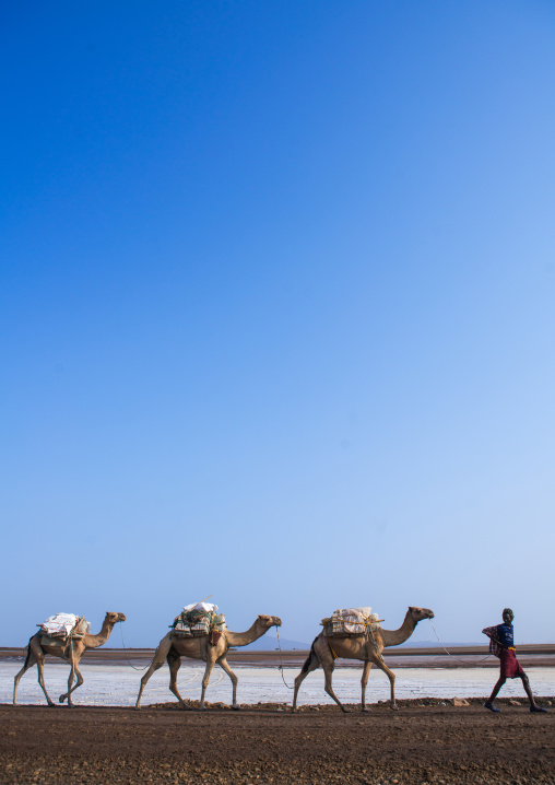 Afar tribe man camel caravans carrying salt blocks in the danakil depression, Afar region, Dallol, Ethiopia
