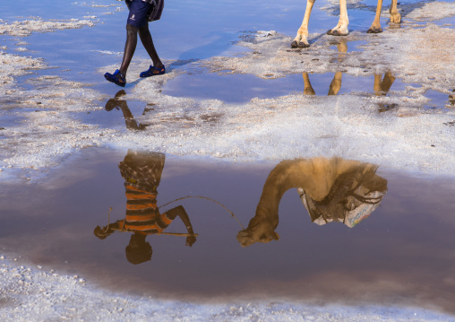Afar tribe man camel caravans carrying salt blocks in the danakil depression, Afar region, Dallol, Ethiopia