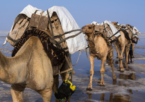 Camel caravans carrying salt blocks in the danakil depression, Afar region, Dallol, Ethiopia