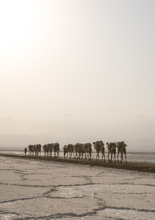 Camel caravans carrying salt blocks in the danakil depression, Afar region, Dallol, Ethiopia