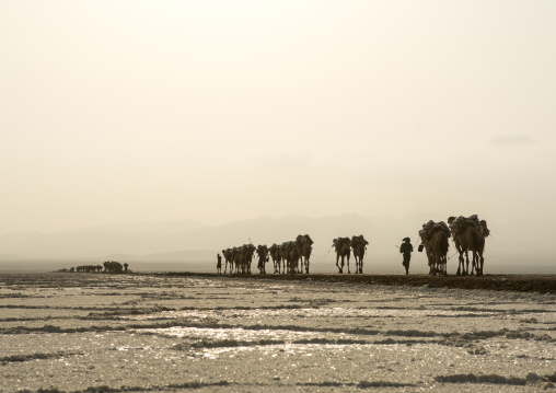 Camel caravans carrying salt blocks in the danakil depression, Afar region, Dallol, Ethiopia
