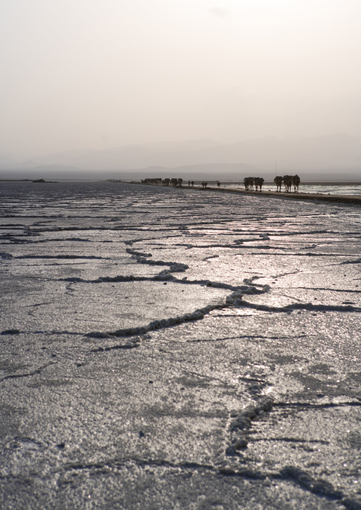 Camel caravans carrying salt blocks in the danakil depression, Afar region, Dallol, Ethiopia