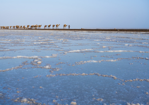 Camel caravans carrying salt blocks in the danakil depression, Afar region, Dallol, Ethiopia