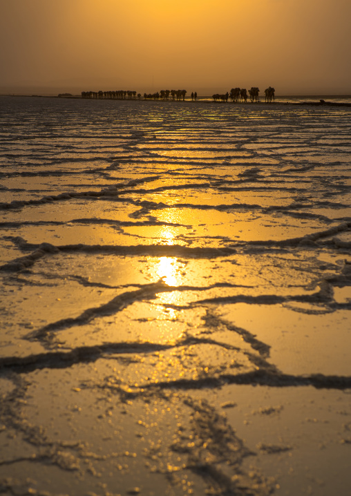 Camel caravans carrying salt blocks in the danakil depression, Afar region, Dallol, Ethiopia