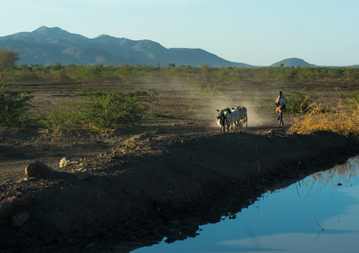 Afar tribe herder with his cows along a river, Afar region, Afambo, Ethiopia