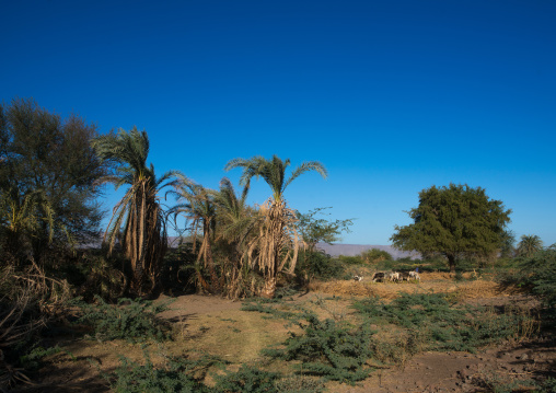 Cows in an afar tribe farm, Afar region, Afambo, Ethiopia