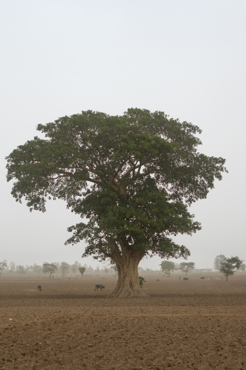 Big tree in a field, Kembata, Alaba kuito, Ethiopia