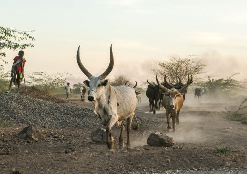 Afar tribe herder with his cows on a dusty track, Afar region, Afambo, Ethiopia