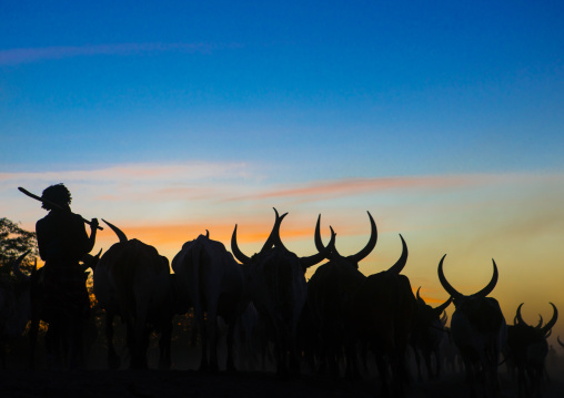 Silhouette of an afar tribe man with his cows at sunset, Afar region, Afambo, Ethiopia