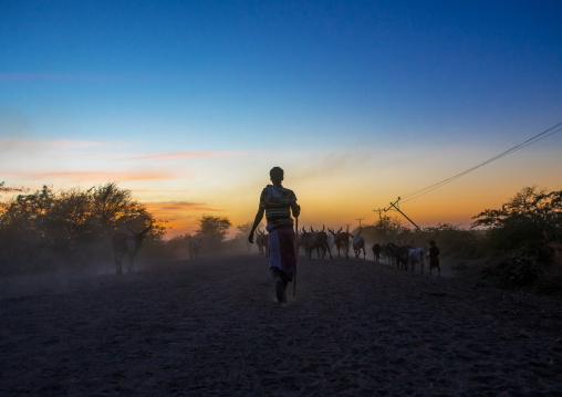Silhouette of an afar tribe man with his cows at sunset, Afar region, Afambo, Ethiopia