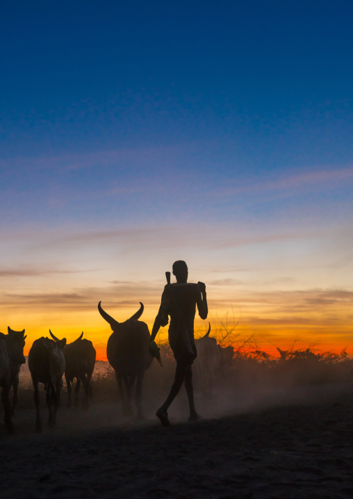 Silhouette of an afar tribe man with his cows at sunset, Afar region, Afambo, Ethiopia