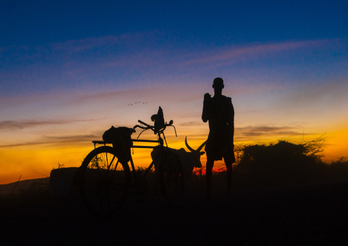 Silhouette of an afar tribe man with his cows at sunset, Afar region, Afambo, Ethiopia