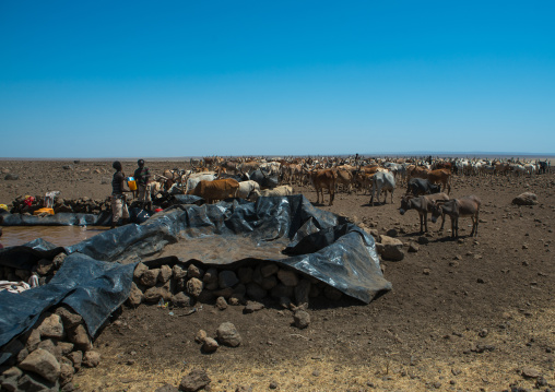 Somali people collecting water in a tank in the desert, Afar region, Yangudi rassa national park, Ethiopia