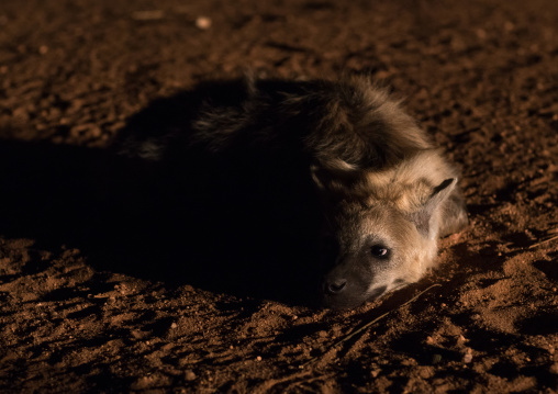 Hyena in the night laying on the ground after eating, Harari region, Harar, Ethiopia