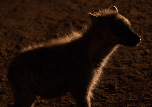 Hyena in the night, Harari region, Harar, Ethiopia