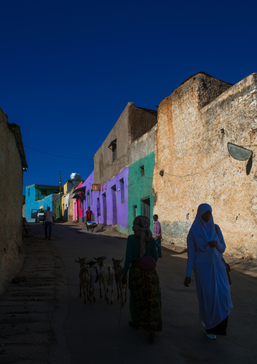 Multicoloured houses in the old town, Harari region, Harar, Ethiopia