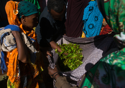 Women selling khat in the market near harar, Harari region, Awaday, Ethiopia