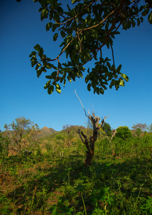 Dime tribe farm, Omo valley, Hana mursi, Ethiopia