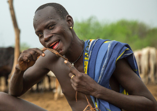 Bodi tribe man cleaning his teeth with tree bark after drinking cow blood, Omo valley, Hana mursi, Ethiopia
