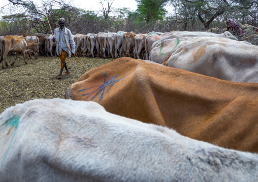 Cows suffering from the drought grouped in fences to be fed by the governement, Oromia, Yabelo, Ethiopia